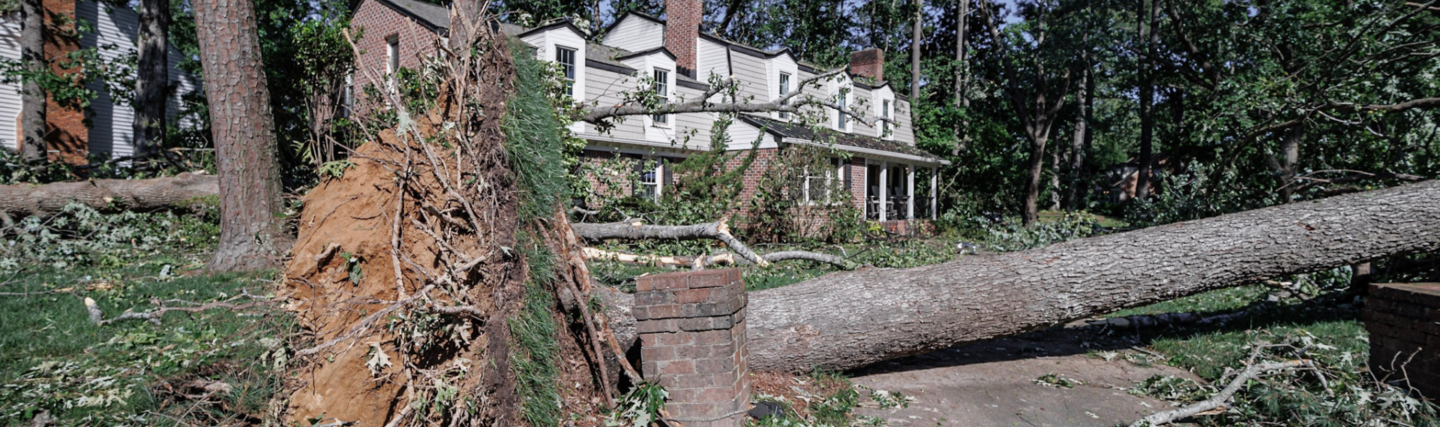 Collapsed tree with roots visible in front of two story house