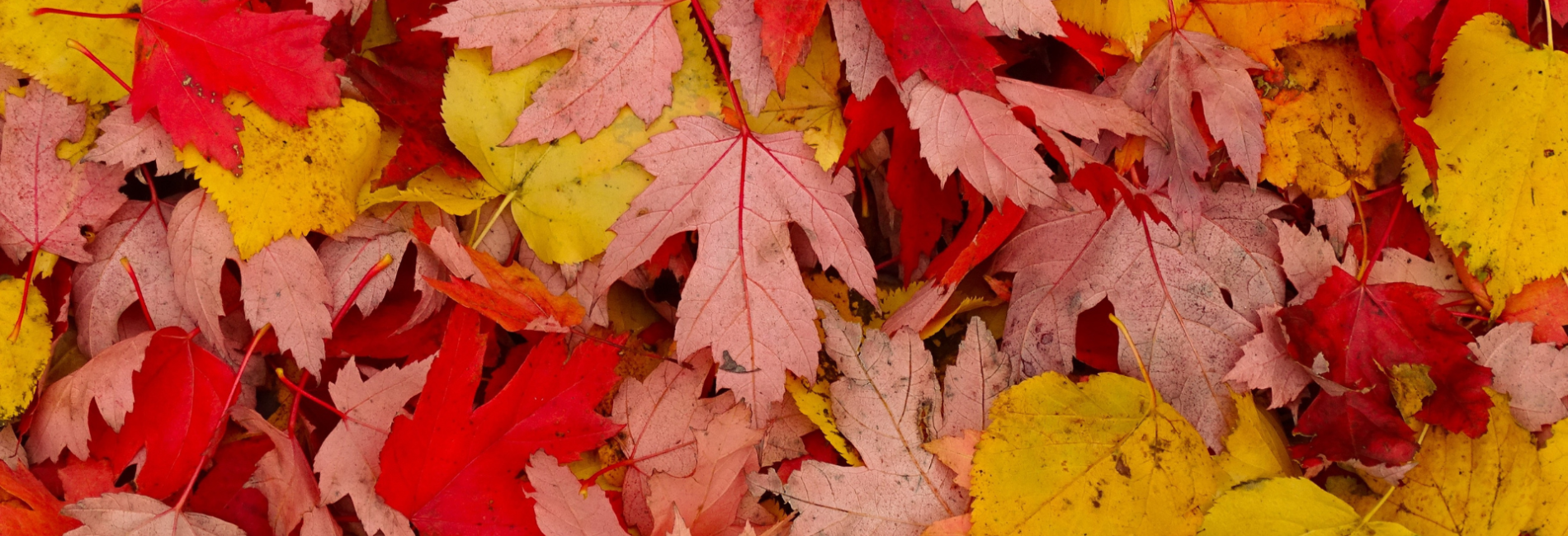 Fall leaves on the ground close up