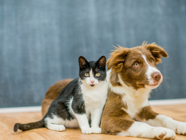 Black and white cat and brown and white dog