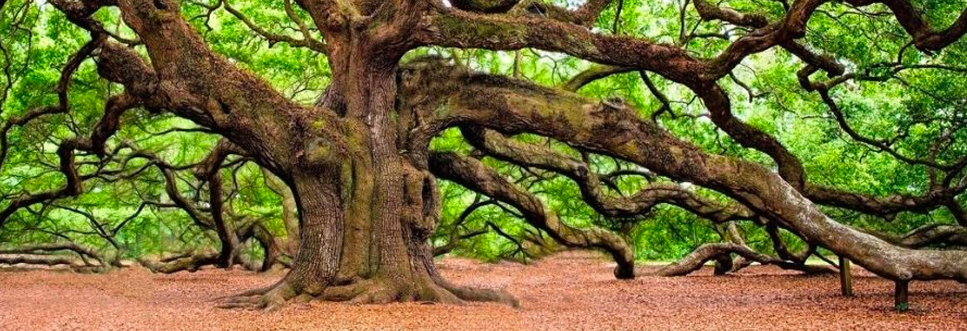 Oak Tree with Large Limbs