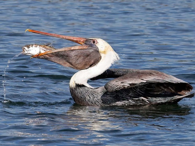 Wildlife Action Prevost C web