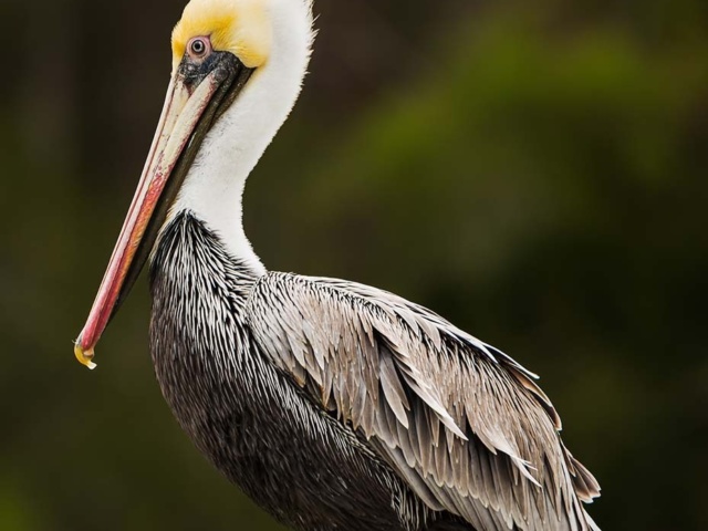 Wildlife Portrait Murray W web