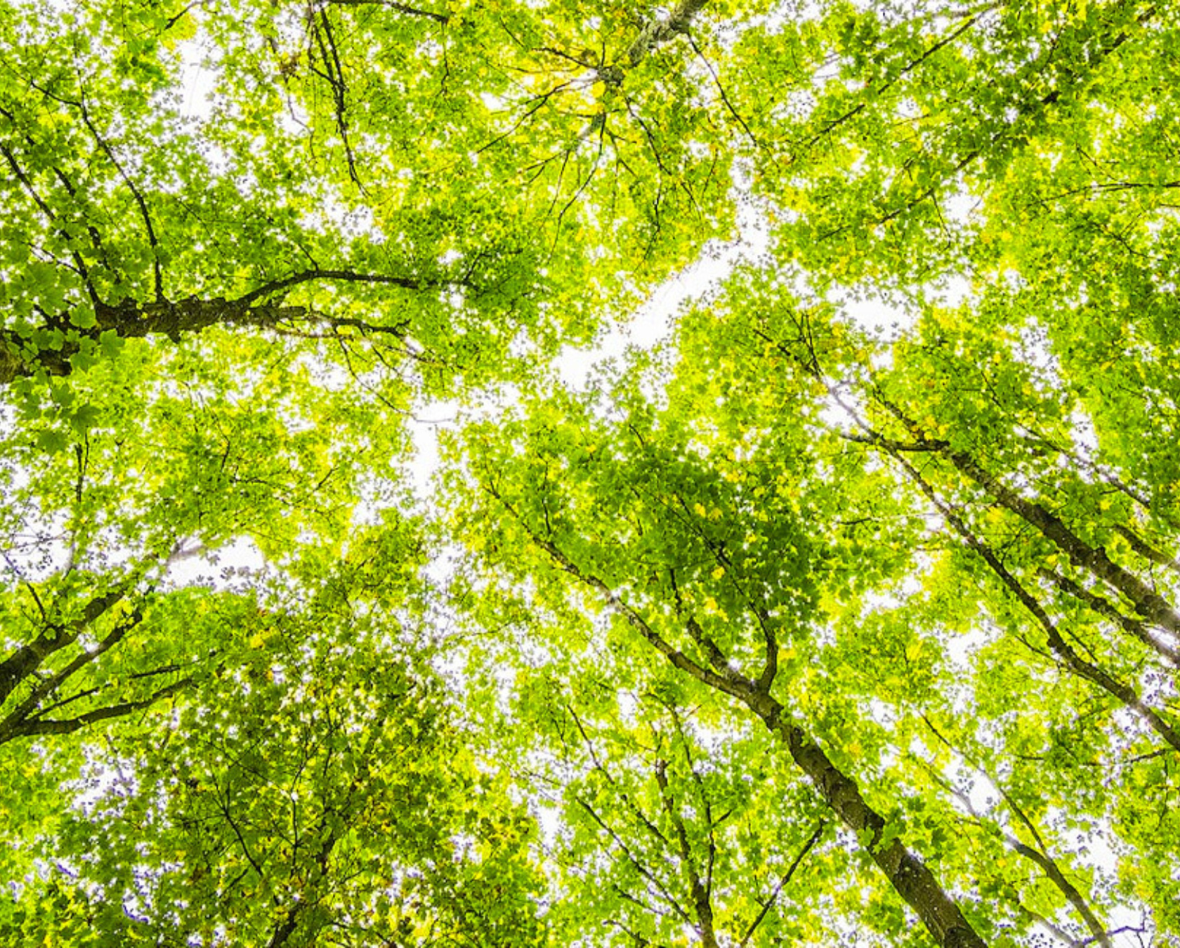 Upward View of Trees