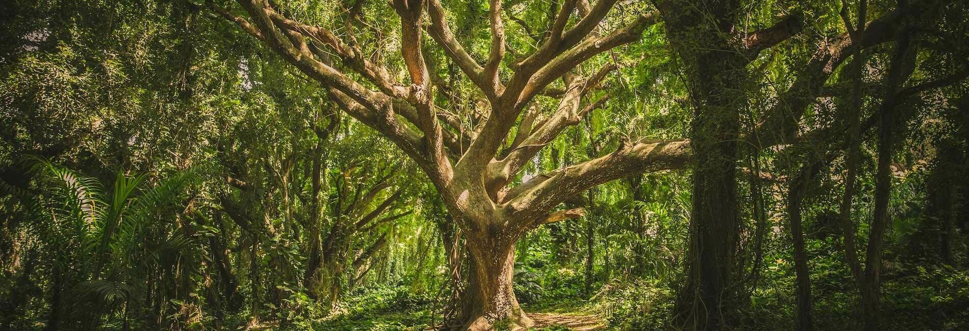 Tree with Many Branches