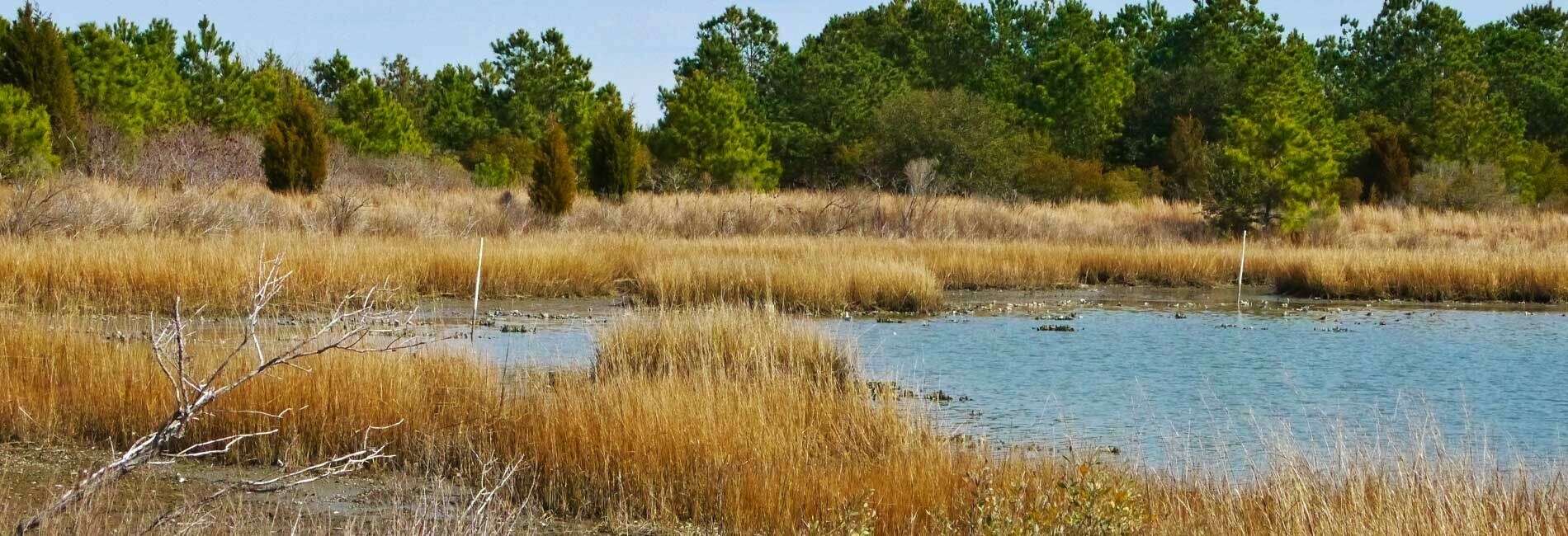 Pleasure House Point Marsh